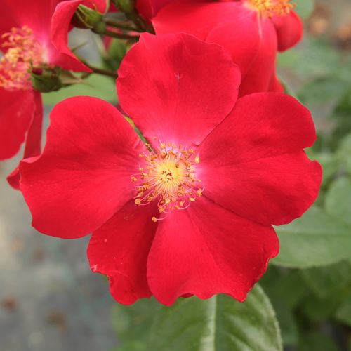 Rozenstruik - Webwinkel - Rosa Máramaros - geurloze roos - Stamroos - Eenvoudige bloemen - rood - Márk Gergelybossige kroonvorm - 0